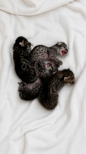 Rassetypische Savannah Kitten