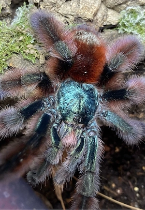 Vogelspinnen Avicularia, Ybyrapora und weitere