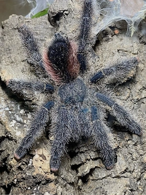 Vogelspinnen Avicularia, Ybyrapora und weitere