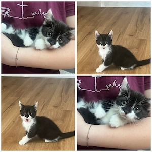 süßes Katzenmädchen sucht liebevolles Zuhause 