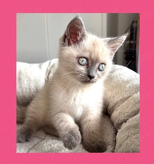 Süsse BKH Kitten Blue Point