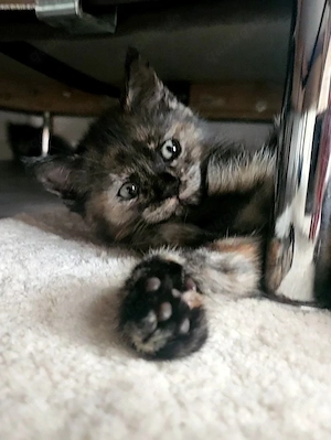 Bezaubernde Mix- Kitten
