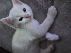 Süsse Schneeweisse katze in liebevolle Hände 