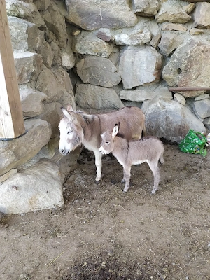 Miniatur Esel mit Stammbaum 
