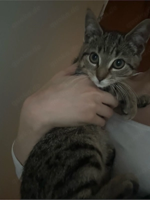 Zu verschenken!!!! Babykatze Europäisch Kurzhaar