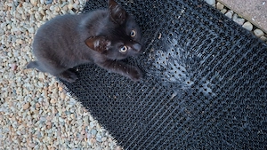 Katzenwelbe in liebe Hände abzugeben