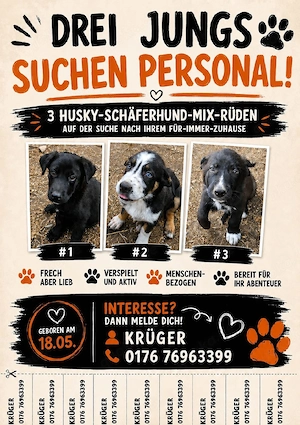 3 Mischlingswelpen (Husky-Schäferhund)