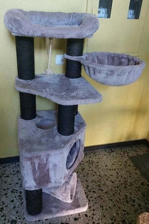 Katzenkrazbaum 