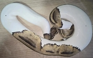 1.0 Piebald het. Clown DNZ'19