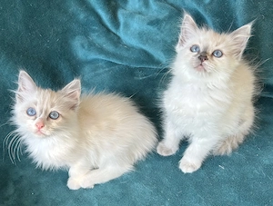 Bezaubernde reinrassige Ragdoll - Kitten