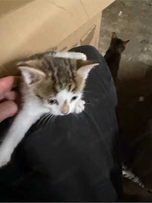 Katzenbabys