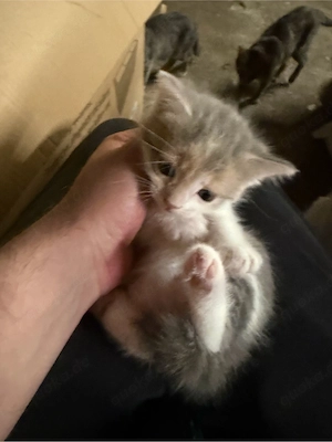 Katzenbabys