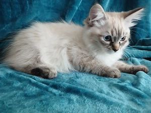 Verhandlungsbasis  Ragdoll Kitten suchen ihr neues Zuhause
