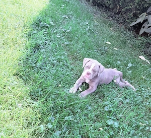 Old English Bulldogge Welpe