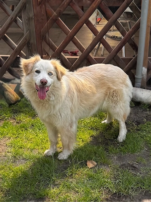Border Collie - Australian Shepherd Hündin 