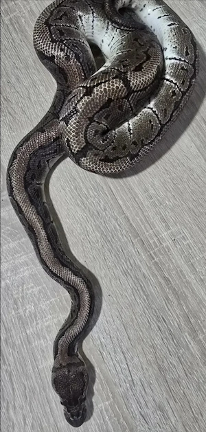 1.0 Pinstripe het. Clown DNZ'21