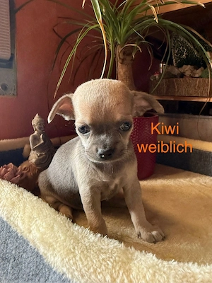 4 Chihuahua Seelen suchen eigenes Körpchen