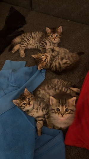 4 hübsche Britisch Langhaar Maine Coon Babys zu verkaufen