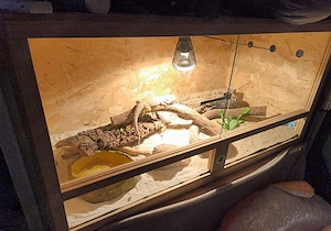 Leider müssen wir unsere bartagame abgeben 