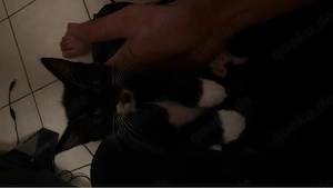 Katze zu verkaufen 