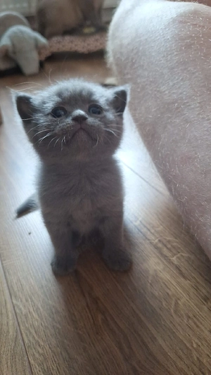 BKH Kitten suchen im August liebevolle Familien 