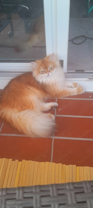 Golden shaded Deckkater 