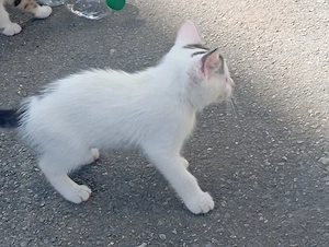 Baby Katzen Kitten 