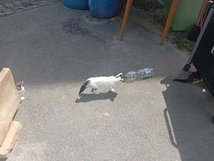 Baby Katzen Kitten 