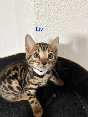 Reinrassige Bengal Kitten
