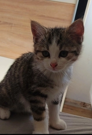 Baby Katze 