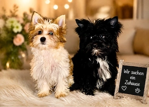 Yorkshire Terrier Welpen suchen Herzensmenschen