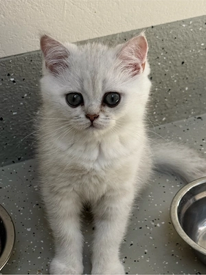 bkh kitten sofort abzugeben 