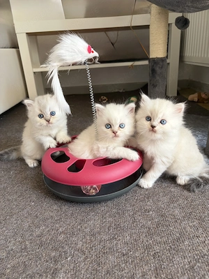 Wunderschöne BLH-Perser-Mix Kitten 