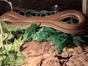 Eierschlange (Dasypeltis gansi)