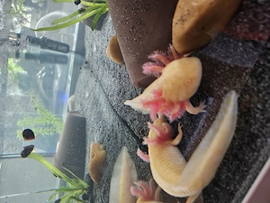 Axolotl Jungtiere 