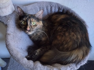 Weibliche Maine-Coon-Mix abzugeben 