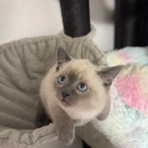 Wunderschöne Blue Point BKH Kitten