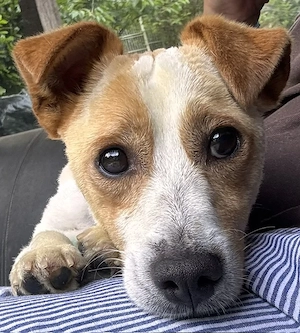 Kolbaz der liebe Minimann, ca. 4 Kilo sucht seine Menschen   PLZ 82284