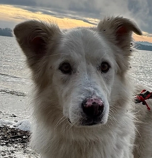Knut der treue Gefährte sucht seinen Menschen wartet am Ammersee