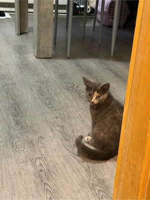 Süße BKH-Kitte