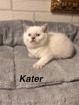 3 wunderschöne Britisch Kurzhaar (BKH) Kitten suchen ab sofort ein liebevolles Zuhause. 