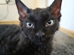 Sphynx Kitten ab sofort abzugeben Bild 1