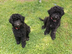 Zum Knutschen süße schwarze Goldendoodle Mädchen  