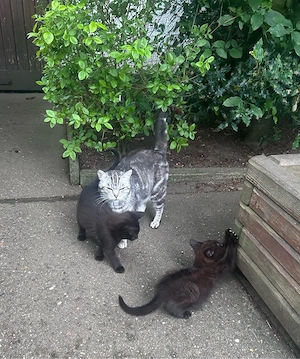 4 zutrauliche Kitten suchen ein Zuhause