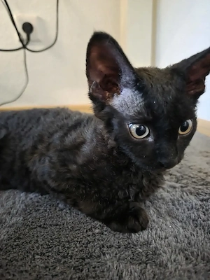 Sphynx Kitten ab sofort abzugeben Bild 2