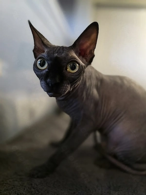 Sphynx Kitten ab sofort abzugeben Bild 5