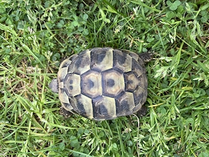 Griechische Landschildkröten NZ 2022