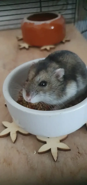 Zwerghamster Hamsti mit Käfig und Zubehör