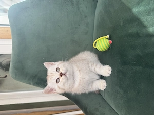 BKH Kitten auszugsbereit