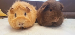 2 junge kastrierte Meerschweinchen mit großem Käfig & Zubehör   nur zusammen abzugeben